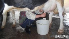 纯牛奶和酸奶的区别是什么？