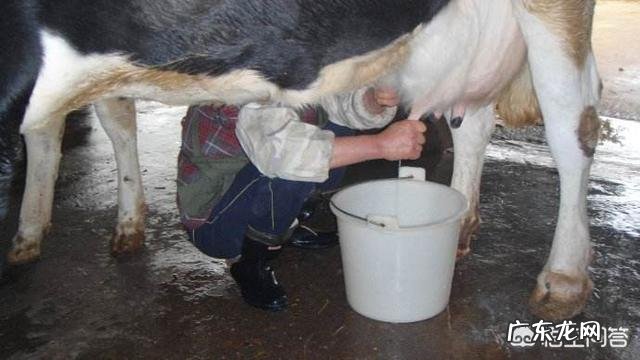 纯牛奶和酸奶的区别是什么?