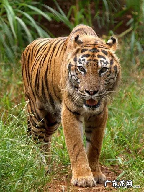 如果李逵也赤手空拳的话，能打死一只老虎吗