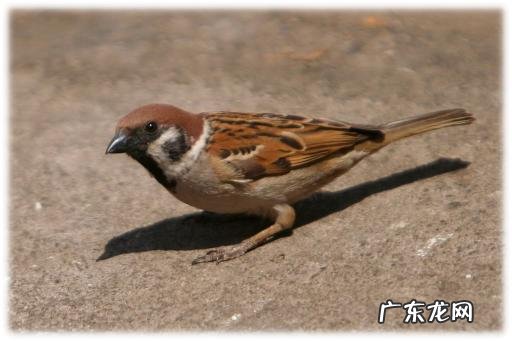 我们都是恒温动物,那么这有什么好处吗