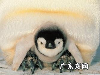 我们都是恒温动物,那么这有什么好处吗