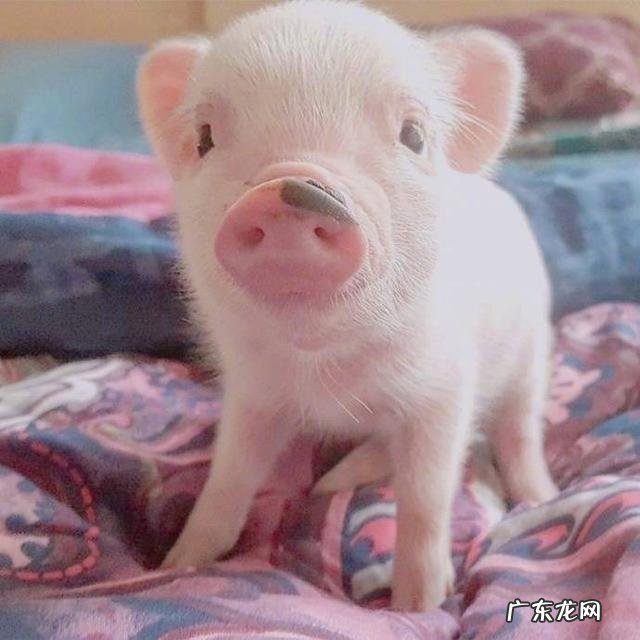 在农村什么野菜养肝护胆为什么