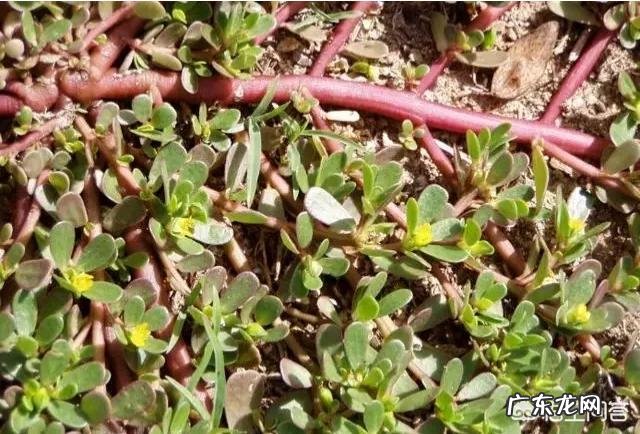 在农村什么野菜养肝护胆为什么