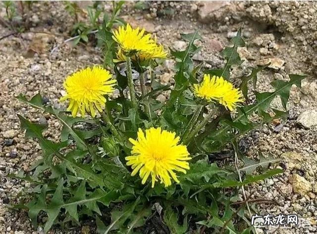 在农村什么野菜养肝护胆为什么