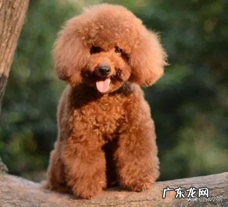 泰迪几岁开始步入晚年？老了的泰迪如何照顾才正确？ 泰迪老了怎样照顾