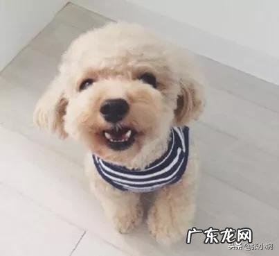 泰迪几岁开始步入晚年？老了的泰迪如何照顾才正确？ 泰迪老了怎样照顾