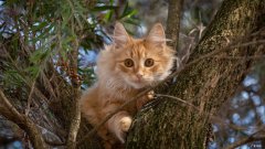 最出名且有效的减肥产品?