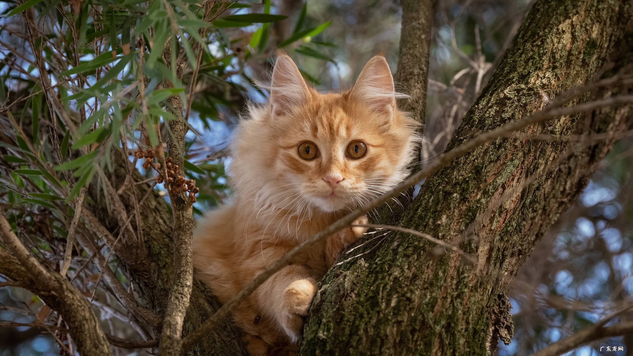 最出名且有效的减肥产品?