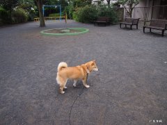 郑多燕的减肥药吃了之后能保持多久不胖