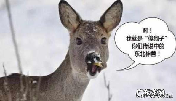 介绍下“腊肠狗”的生活习性?