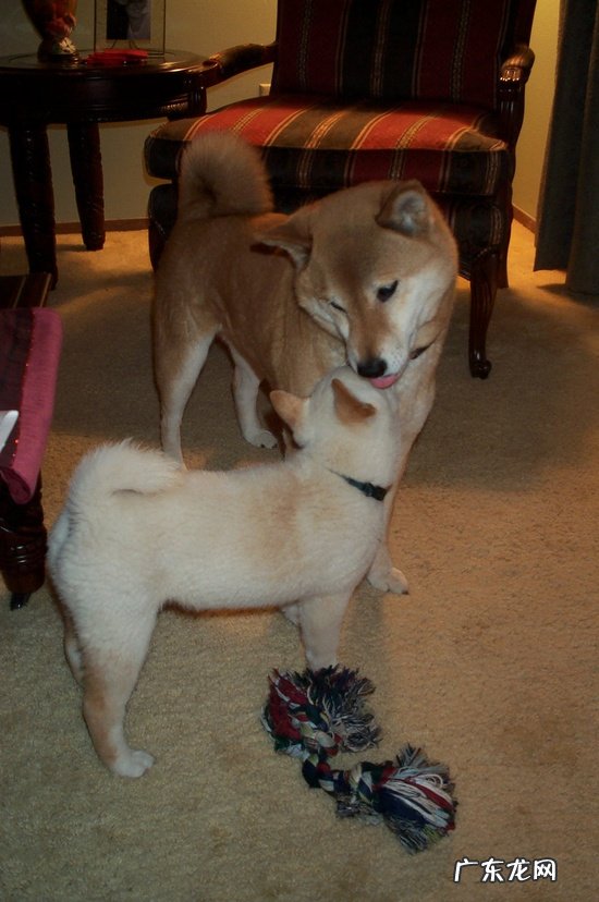 酵素纤体梅有减肥效果吗????