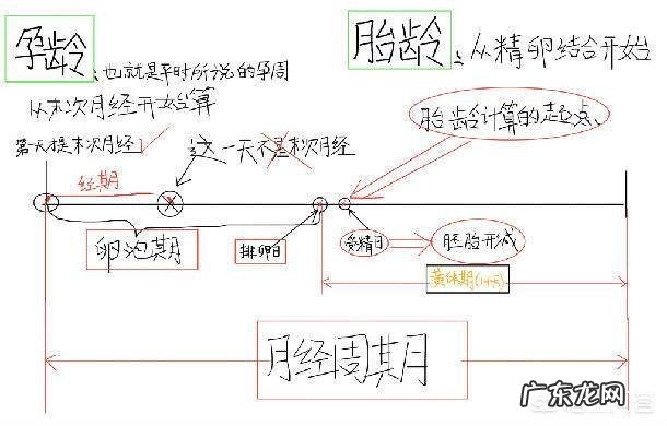 如何正确计算怀孕的周数要注意什么