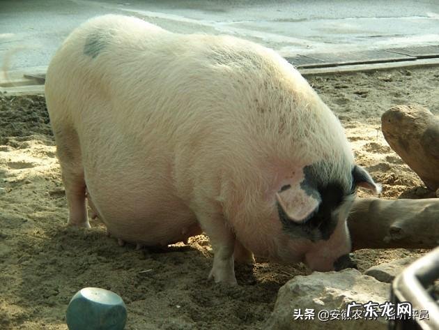 猪圈的肥猪现在出栏怎么样