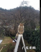 第七次人口普查四川省各市人口排名？