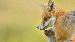 简单的减肥还出肌肉的方法 ！！！