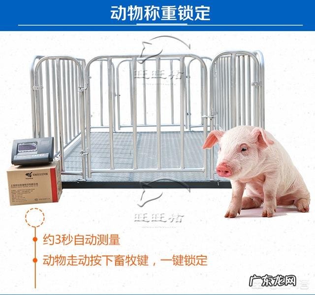 养殖户经常使用的围栏地磅秤都有哪些型号的