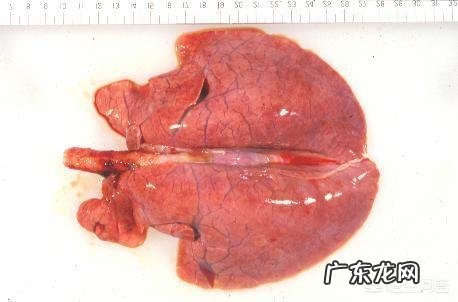 养的牛中晚期肺炎怎么zhi疗