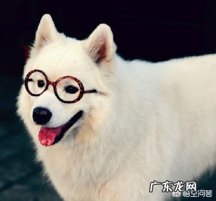 母的萨摩耶至少能长多大?萨摩耶掉毛厉害吗,怎么防止掉毛呢?