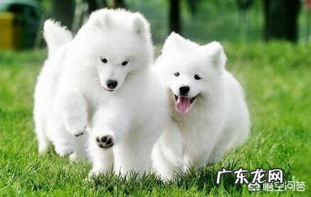 母的萨摩耶至少能长多大?萨摩耶掉毛厉害吗,怎么防止掉毛呢?