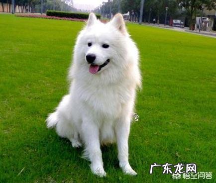 母的萨摩耶至少能长多大?萨摩耶掉毛厉害吗,怎么防止掉毛呢?