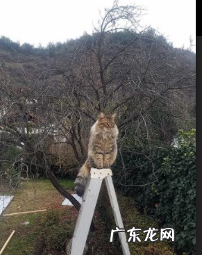 摇呼啦圈真的可以减肥么?