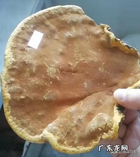 有哪些保健品是你真心觉得好的或者鸡肋的