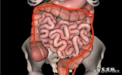 人为何会腹泻、便秘交替出现？ 为什么便秘的人会腹泻