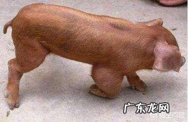 人为何会腹泻、便秘交替出现？ 为什么便秘的人会腹泻