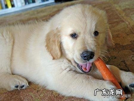 边牧吃胡萝卜生的熟的 边牧吃胡萝卜是生吃还是煮熟吃？