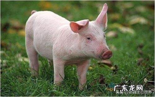 一头猪养到出栏需要多少成本