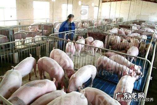 一头猪养到出栏需要多少成本