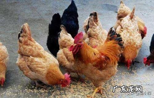 两斤重的小公鸡一天喂多少克猪饲料?饲料保质期几年?