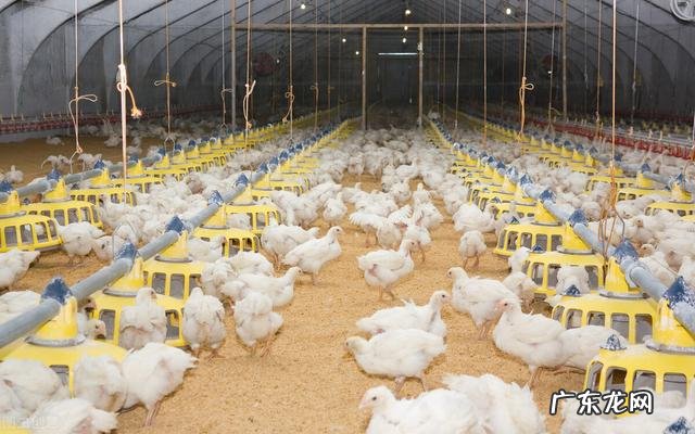 两斤重的小公鸡一天喂多少克猪饲料?饲料保质期几年?