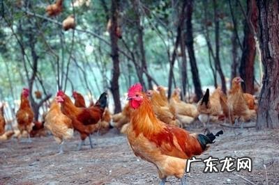 两斤重的小公鸡一天喂多少克猪饲料?饲料保质期几年?