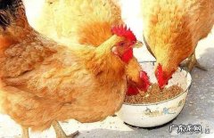 两斤重的小公鸡一天喂多少克猪饲料?饲料保质期几年？