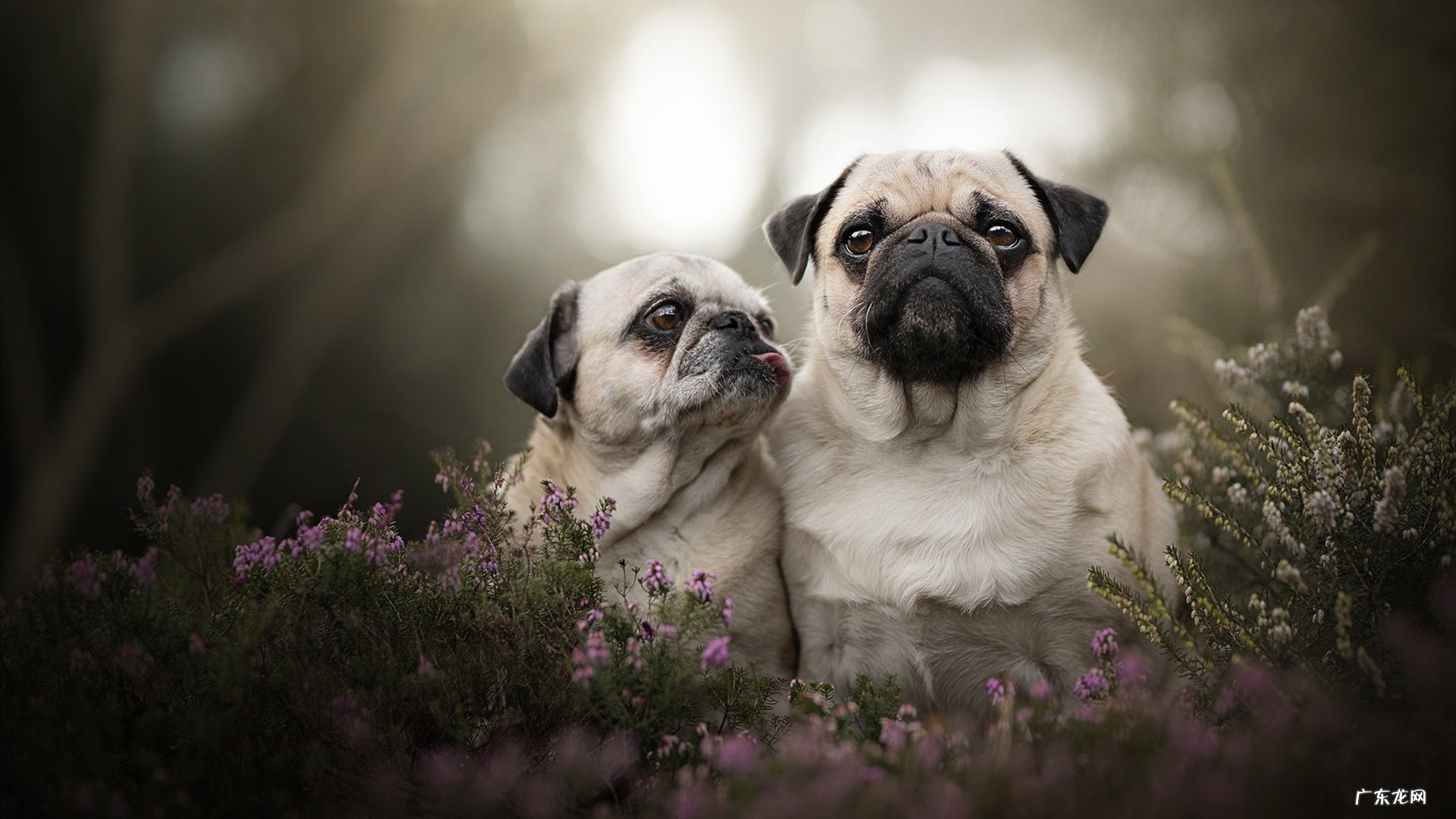 我在网上买了减肥药但是我拒绝了,没有要这样会不会犯法