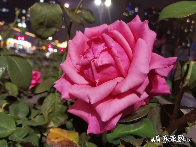 你用中医zhi病,最快疗效是多久见效?一贴中药见效还是起针见效?