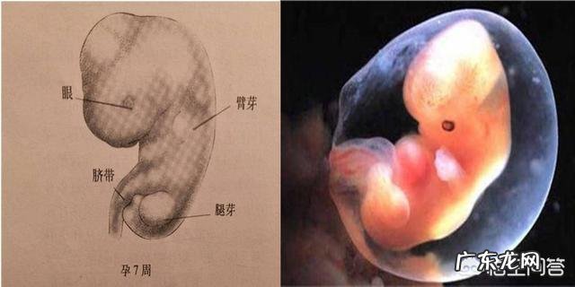 孕8周胎宝宝发育状况,准妈妈要注意什么?