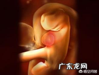 孕8周胎宝宝发育状况,准妈妈要注意什么?