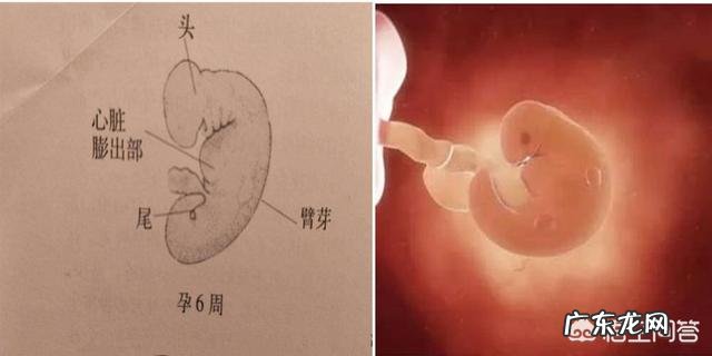 孕8周胎宝宝发育状况,准妈妈要注意什么?
