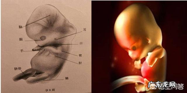孕8周胎宝宝发育状况,准妈妈要注意什么?
