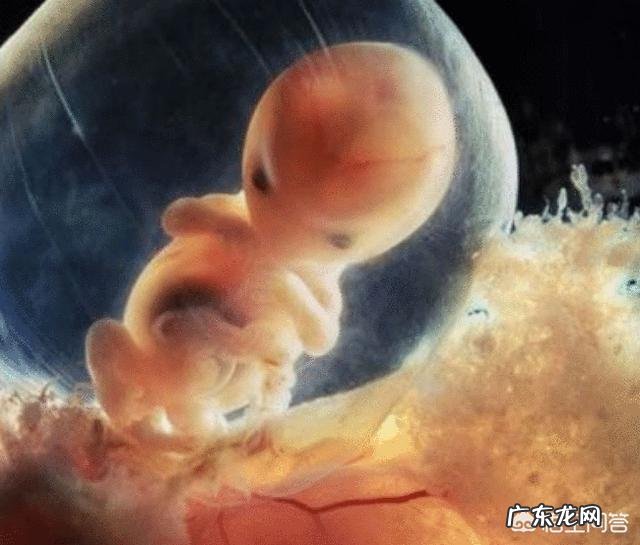 孕8周胎宝宝发育状况,准妈妈要注意什么?