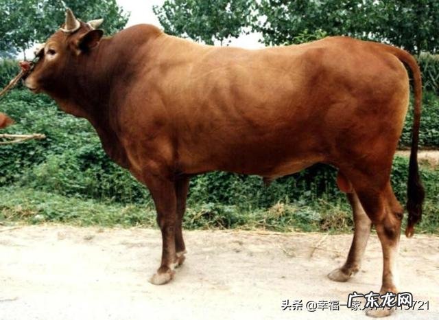 惠若琪的亲自提名的大头王辰玥,怎么销声匿迹