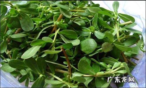 拔罐的功效与作用是什么?