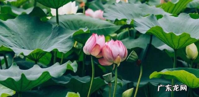 在郑州只有10小时怎么玩？