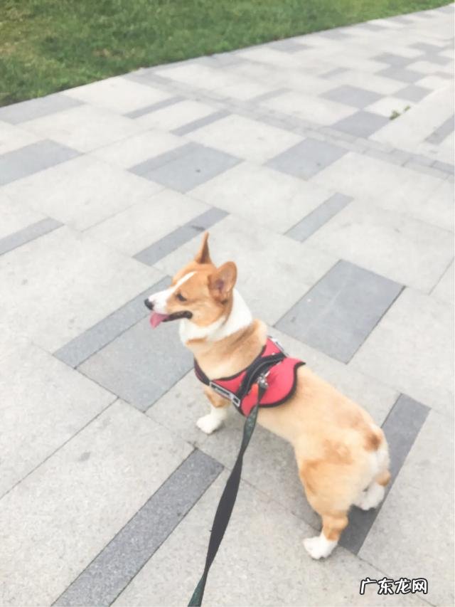 六个半月宝宝的28斤,怎么减肥?