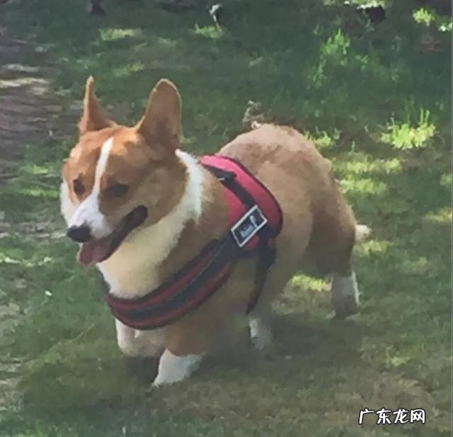 六个半月宝宝的28斤,怎么减肥?