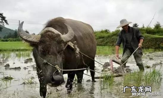 俗话常说“瘦驴拉硬屎,硬撑架子”。这话怎么理解,有何寓意?