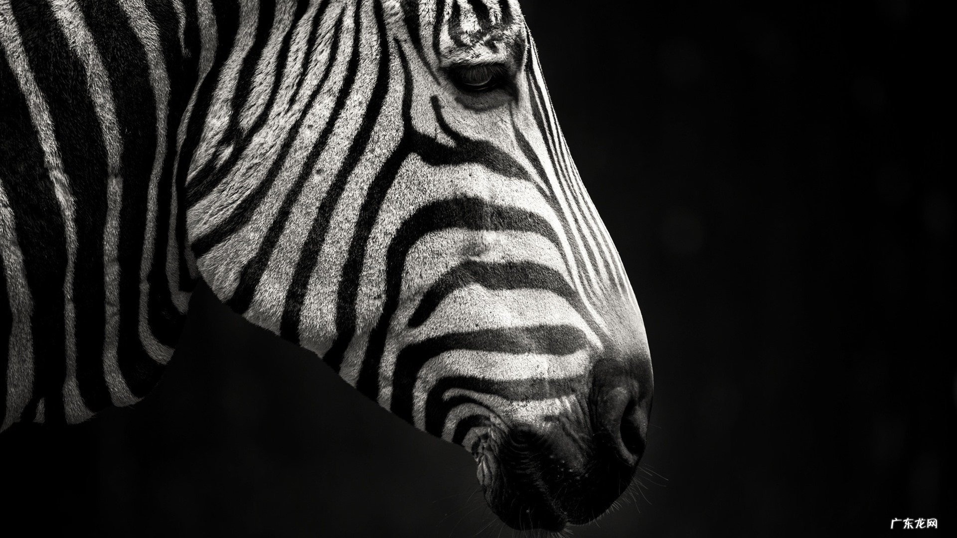 血虚的人是不是减肥特别难