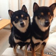 郑多燕小红帽减肥操和徒步走哪种减肥效果好